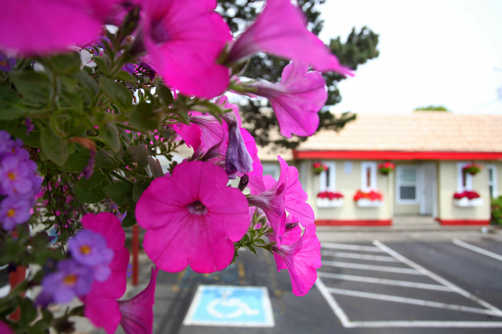 City Centre Motel By Oyo Seaside Exterior foto